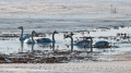 091_Biebrza - marzec 2013